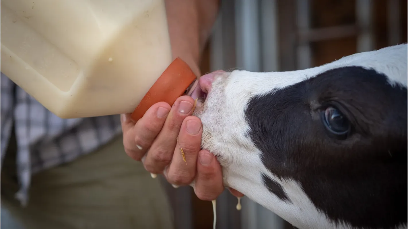 A young calf receiving milk replacer