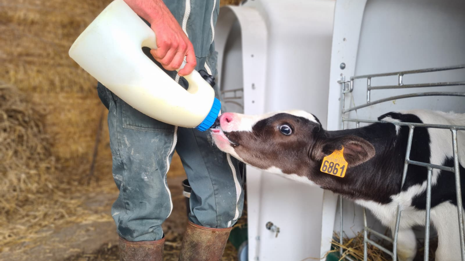 A young calf being bottle-fed with milk replacer, supporting healthy growth and a successful start in life.